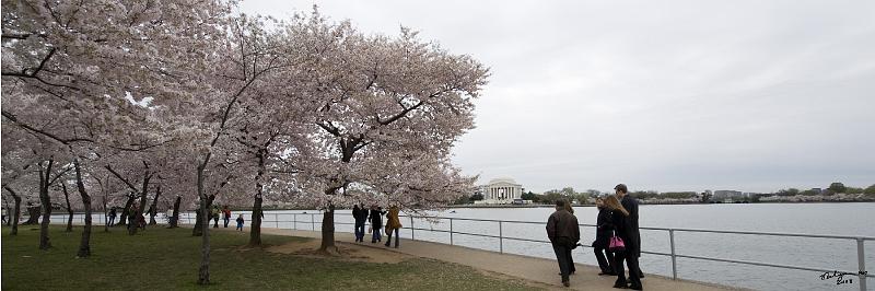 20080403_122118 D3 P.jpg - Cherry Blossom blooming at tidal basin